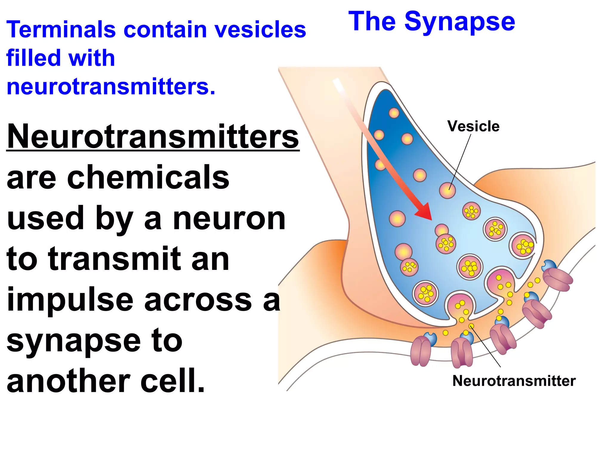 The Synapse Terminals contain vesicles filled with neurotransmitters.  Neurotransmitters  are chemicals used by a neuron to transmit an impulse across a synapse to another cell. Vesicle  Neurotransmitter  