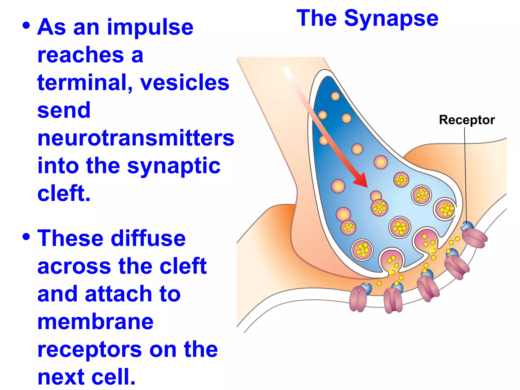 The Synapse As an impulse reaches a terminal, vesicles send neurotransmitters into the synaptic cleft.  These diffuse across the cleft and attach to membrane receptors on the next cell.  Receptor   