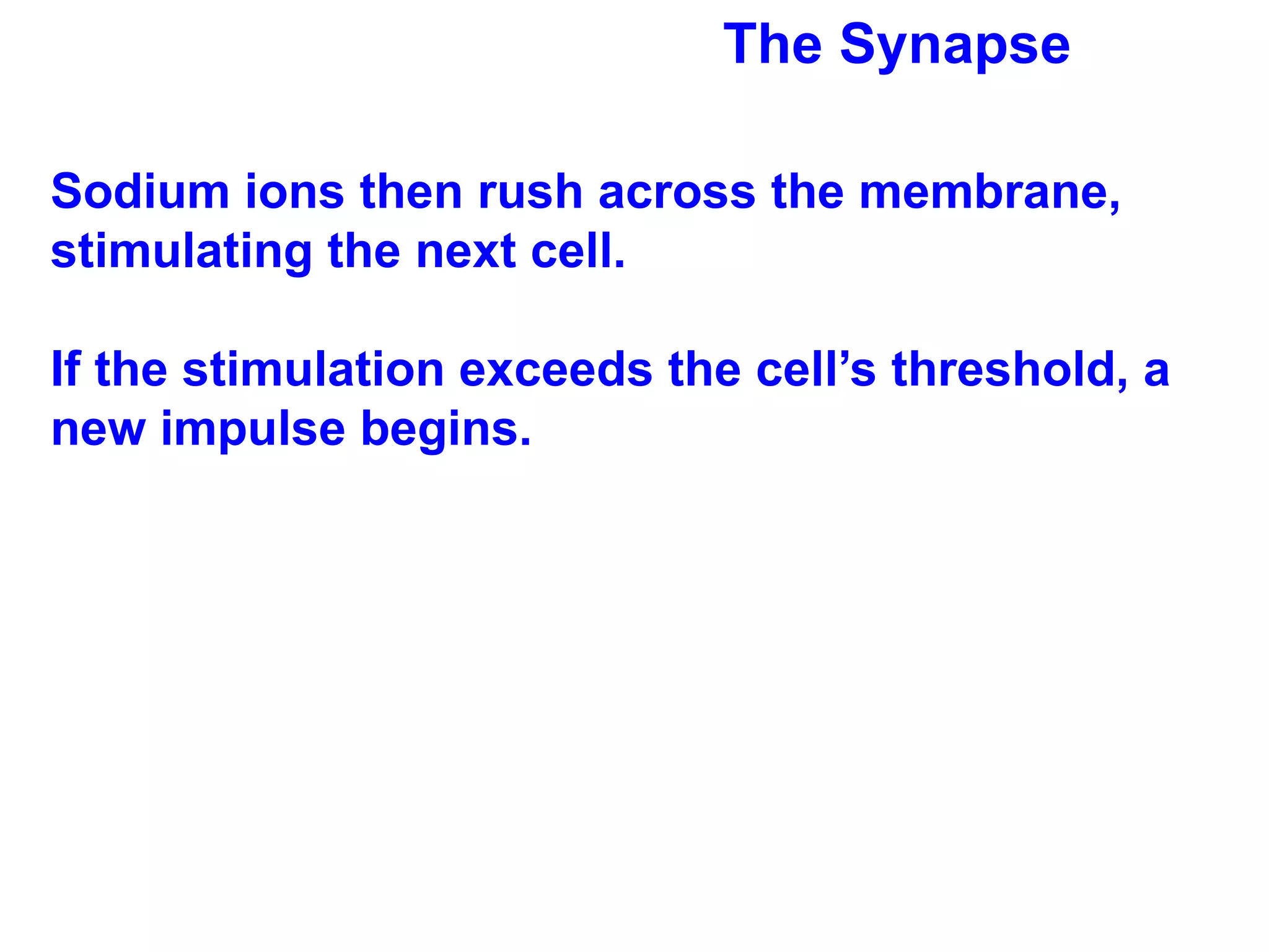 The Synapse Sodium ions then rush across the membrane, stimulating the next cell.  If the stimulation exceeds the cell’s threshold, a new impulse begins. 