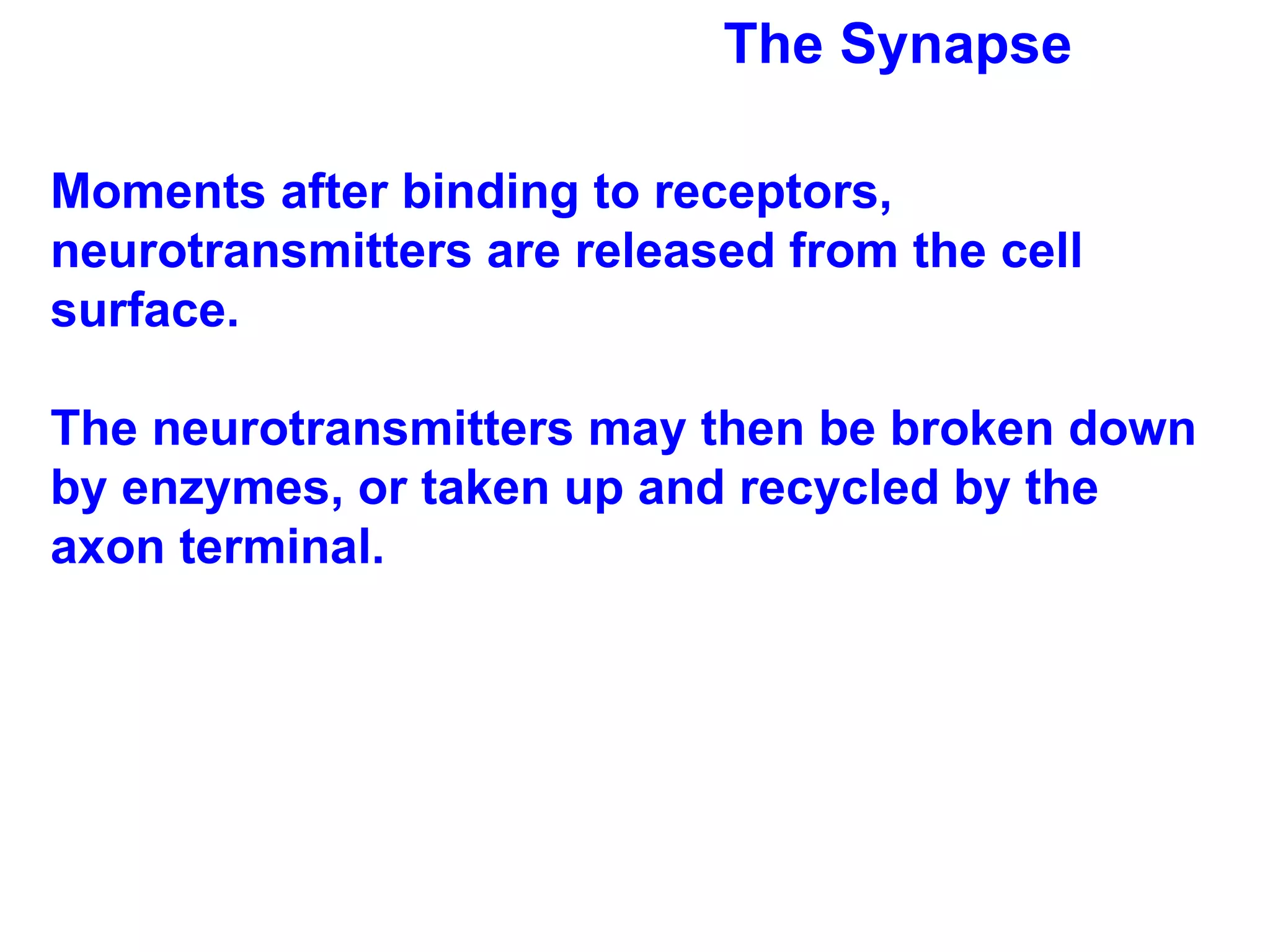 The Synapse Moments after binding to receptors, neurotransmitters are released from the cell surface.  The neurotransmitters may then be broken down by enzymes, or taken up and recycled by the axon terminal. 