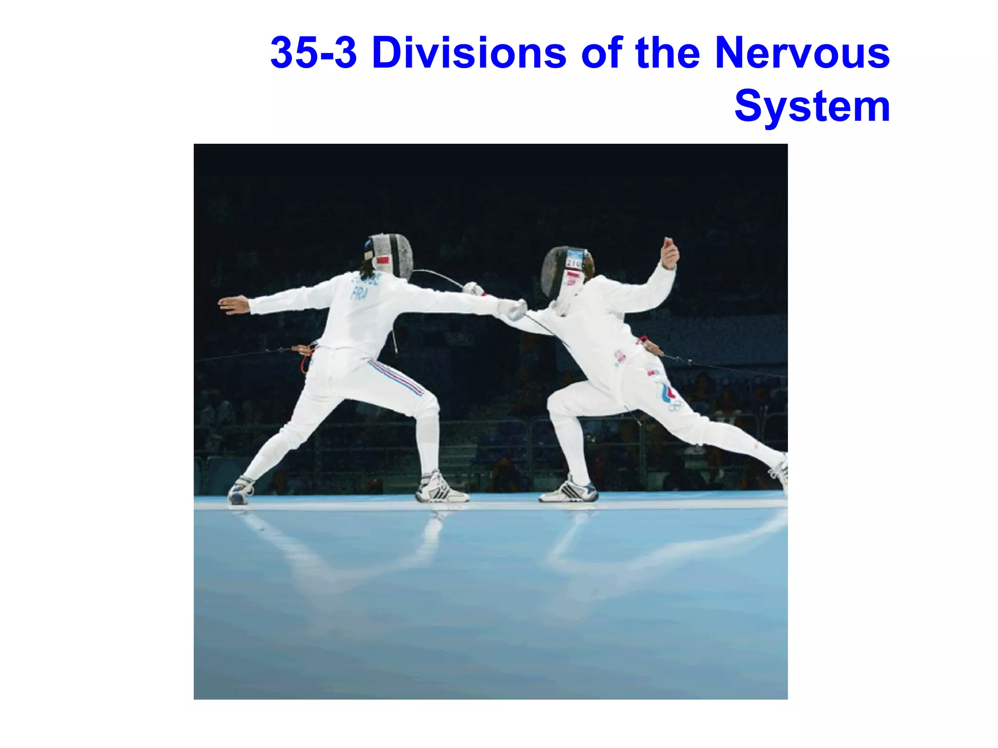 35-3 Divisions of the Nervous System 