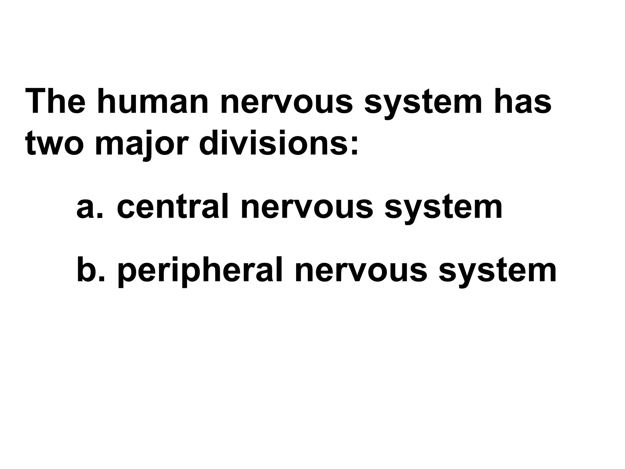 The human nervous system has two major divisions: central nervous system peripheral nervous system 