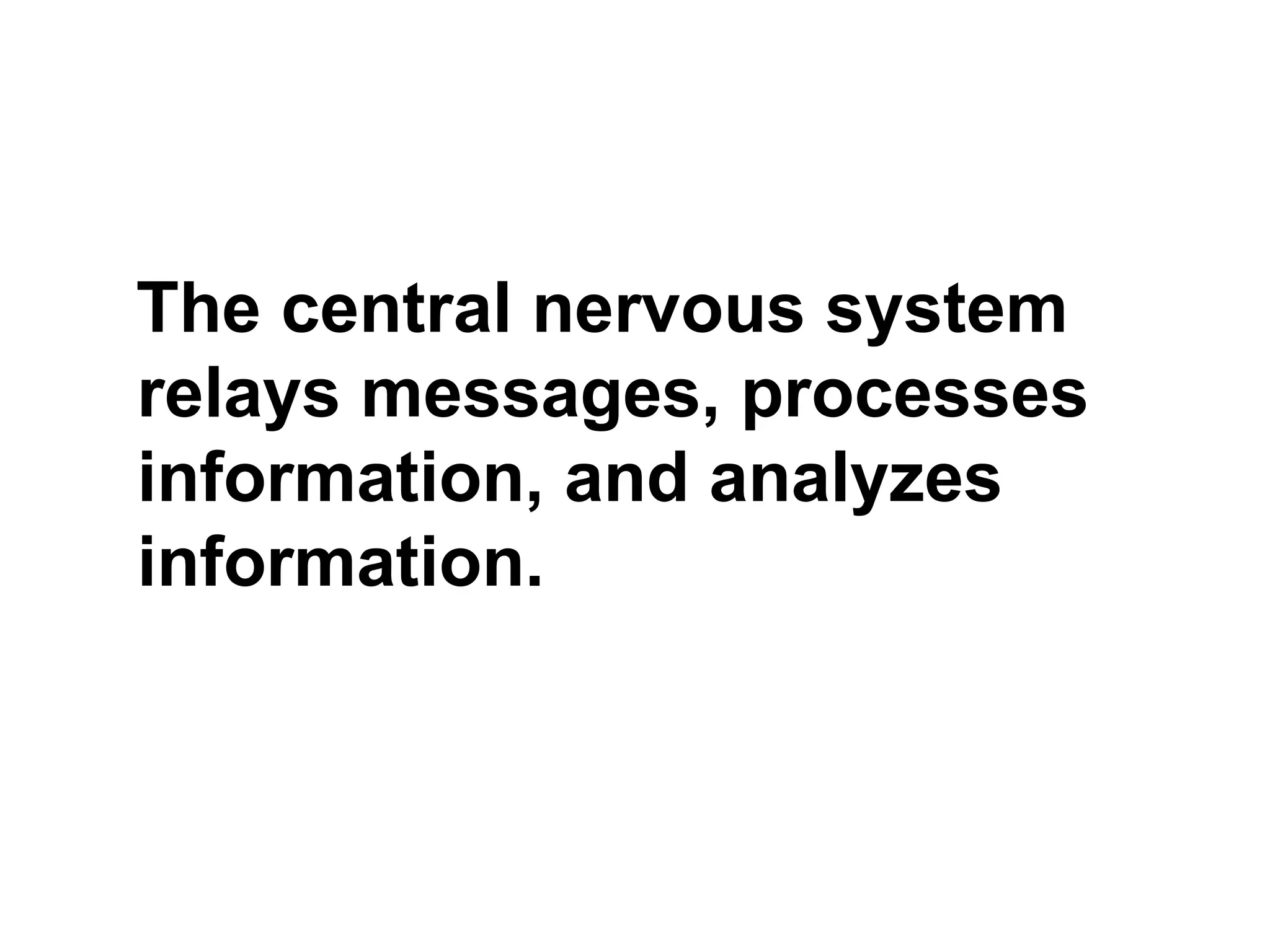 The central nervous system relays messages, processes information, and analyzes information. 