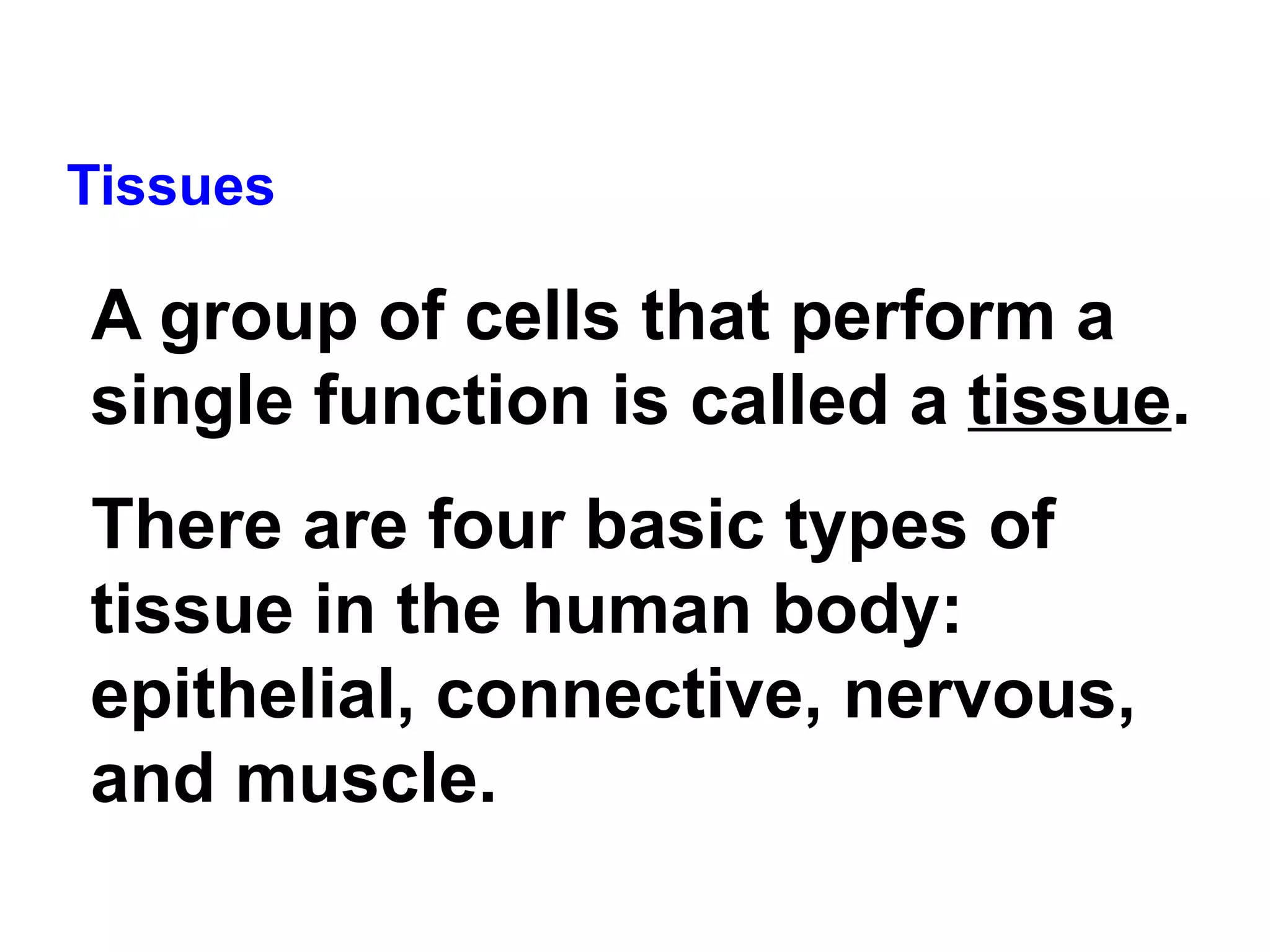 Tissues A group of cells that perform a single function is called a  tissue .   There are four basic types of tissue in the human body: epithelial, connective, nervous, and muscle. 