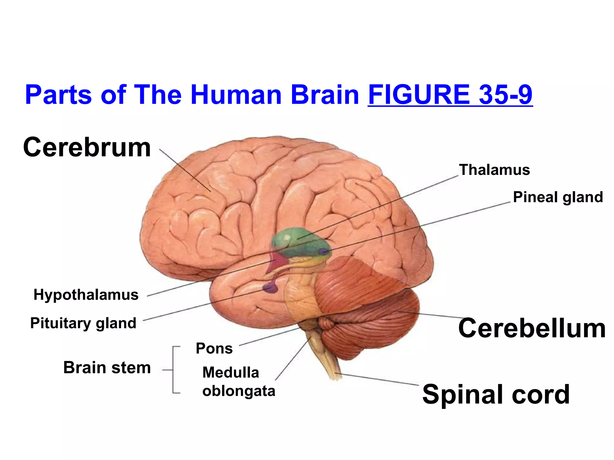 Parts of The Human Brain  FIGURE 35-9 Thalamus  Pineal gland Cerebellum   Spinal cord Hypothalamus  Pituitary gland Cerebrum   Brain stem Pons Medulla oblongata 
