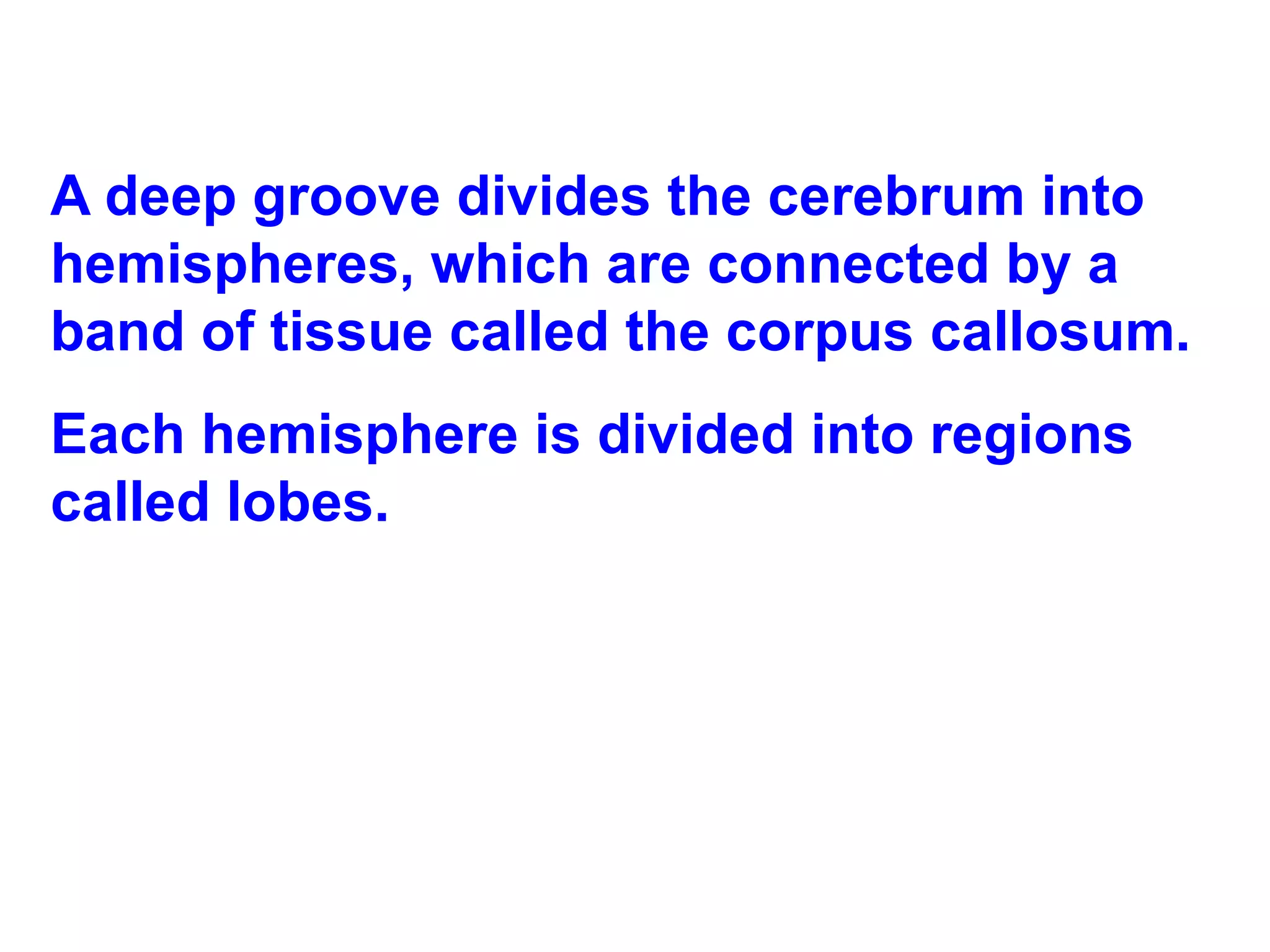 A deep groove divides the cerebrum into hemispheres, which are connected by a band of tissue called the corpus callosum.  Each hemisphere is divided into regions called lobes.  