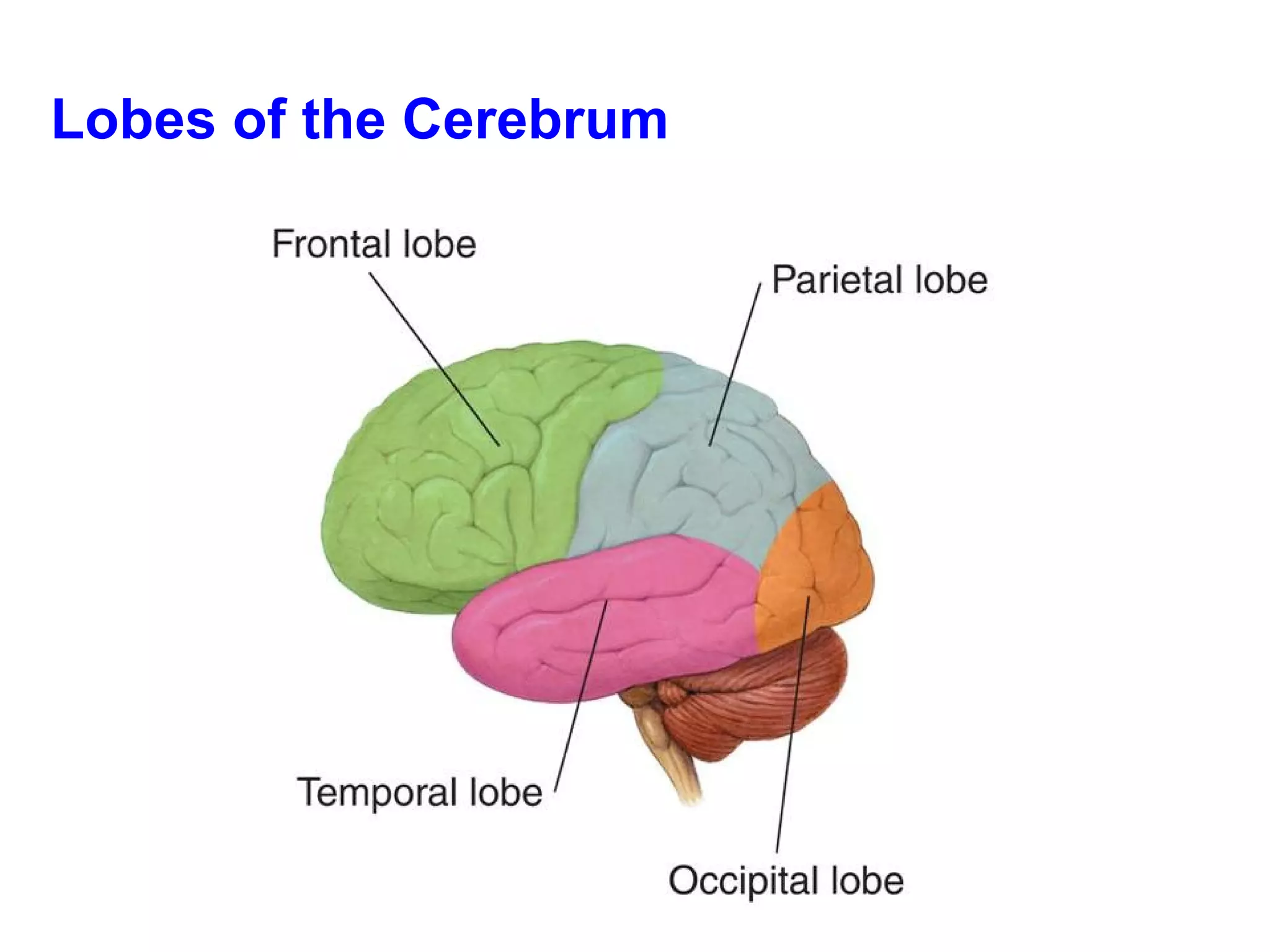 Lobes of the Cerebrum 