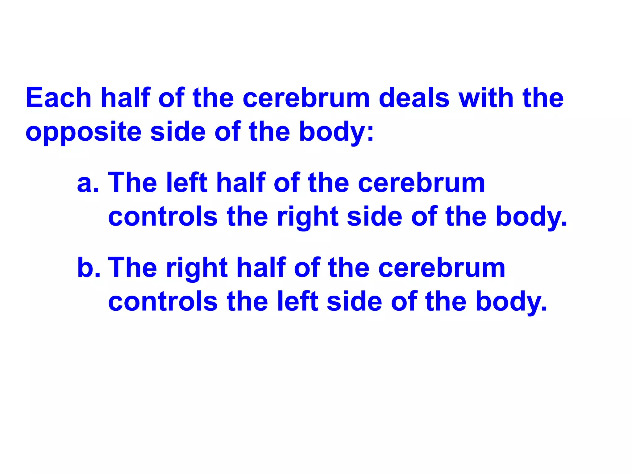 Each half of the cerebrum deals with the opposite side of the body: The left half of the cerebrum controls the right side of the body. The right half of the cerebrum controls the left side of the body. 
