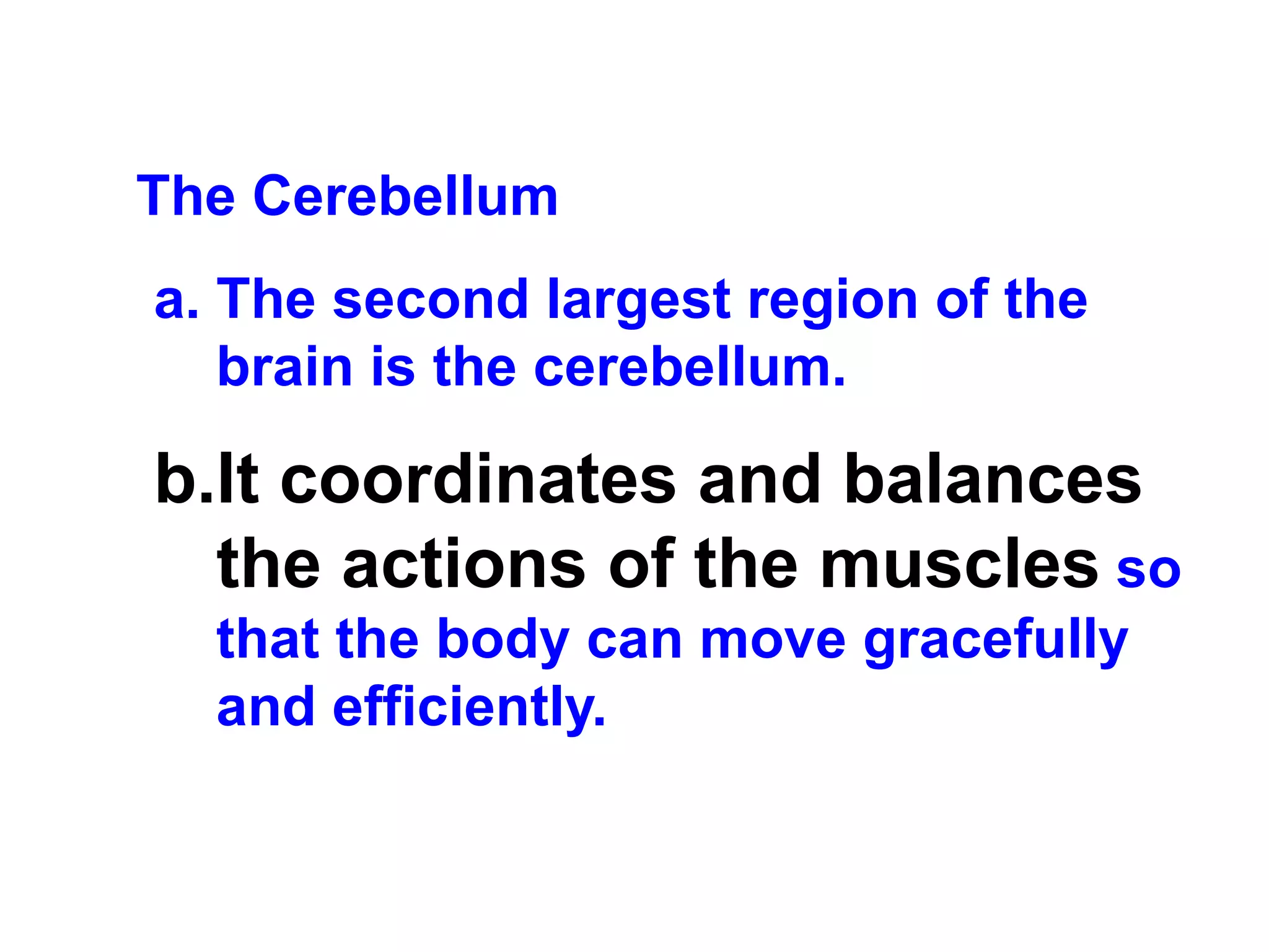 The Cerebellum  The second largest region of the brain is the cerebellum.  It coordinates and balances the actions of the muscles  so that the body can move gracefully and efficiently. 