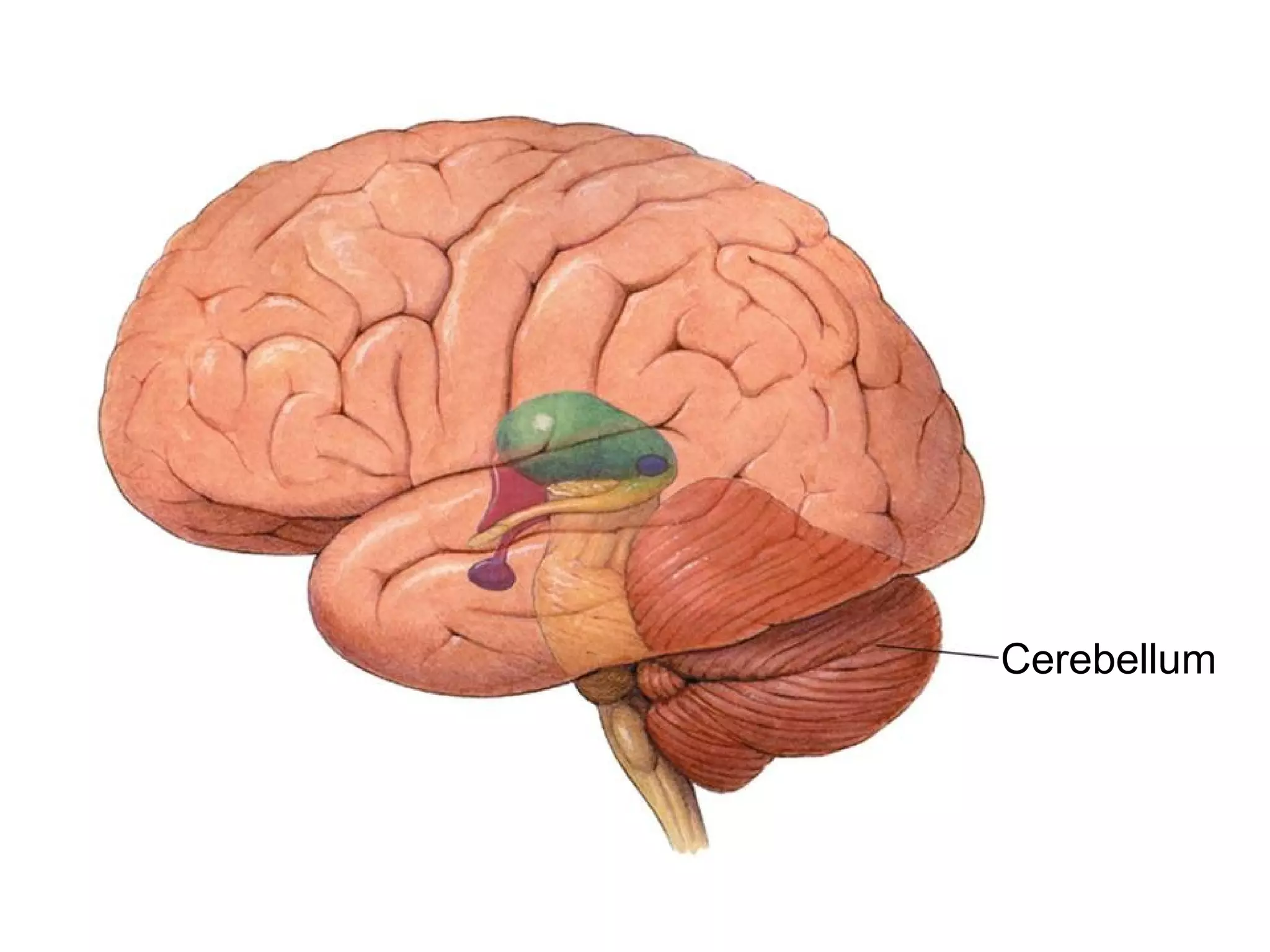 Cerebellum  