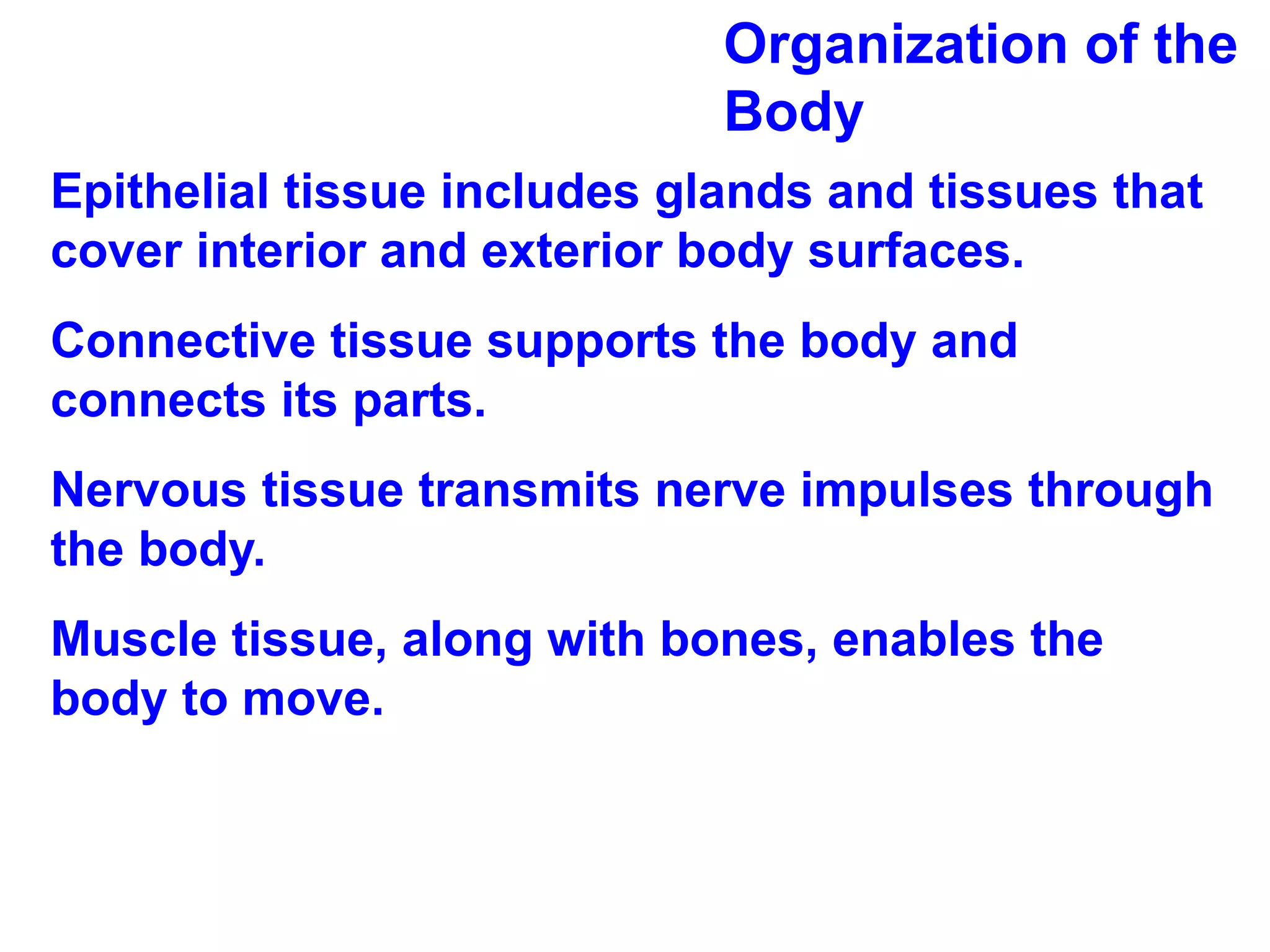 Organization of the Body Epithelial tissue includes glands and tissues that cover interior and exterior body surfaces.  Connective tissue supports the body and connects its parts. Nervous tissue transmits nerve impulses through the body. Muscle tissue, along with bones, enables the body to move. 