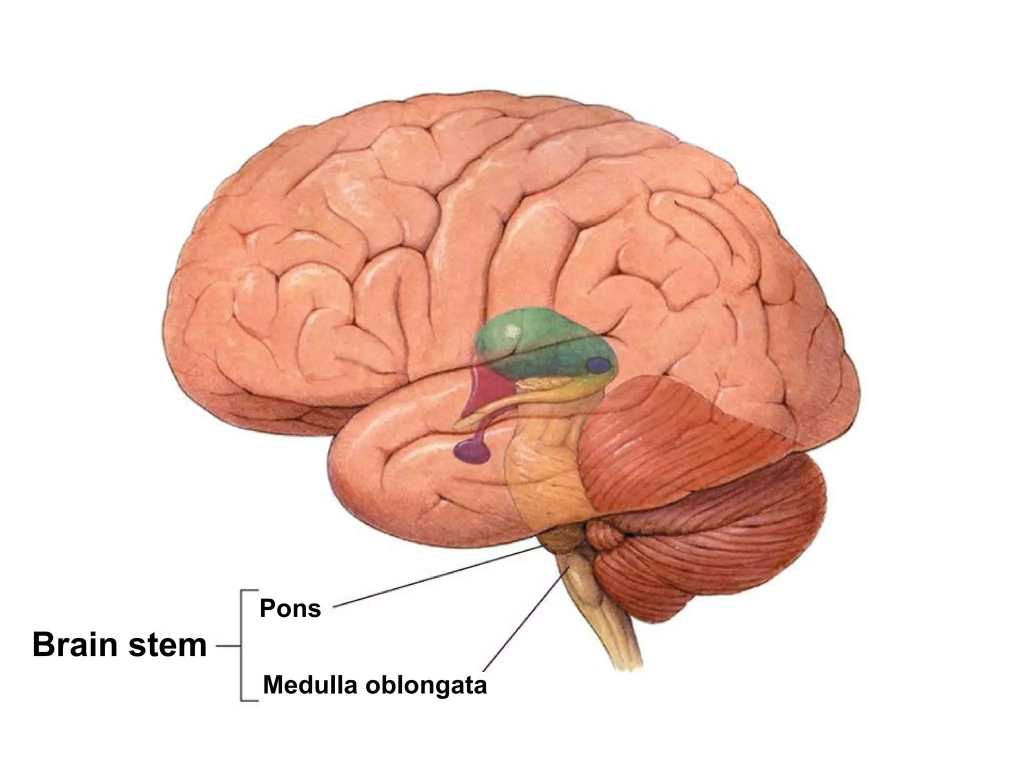 Pons Medulla oblongata Brain stem 