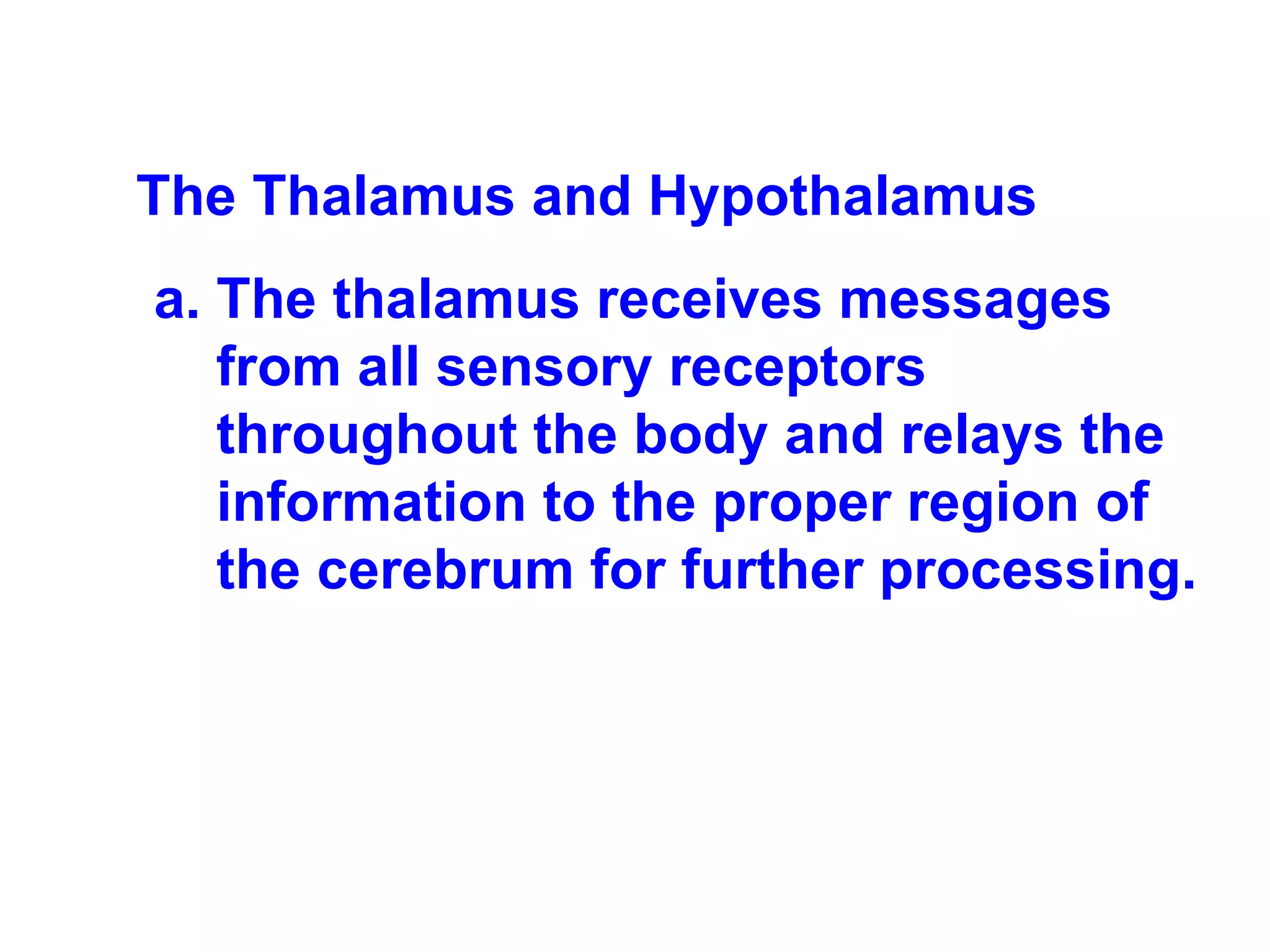 The Thalamus and Hypothalamus  The thalamus receives messages from all sensory receptors throughout the body and relays the information to the proper region of the cerebrum for further processing.  