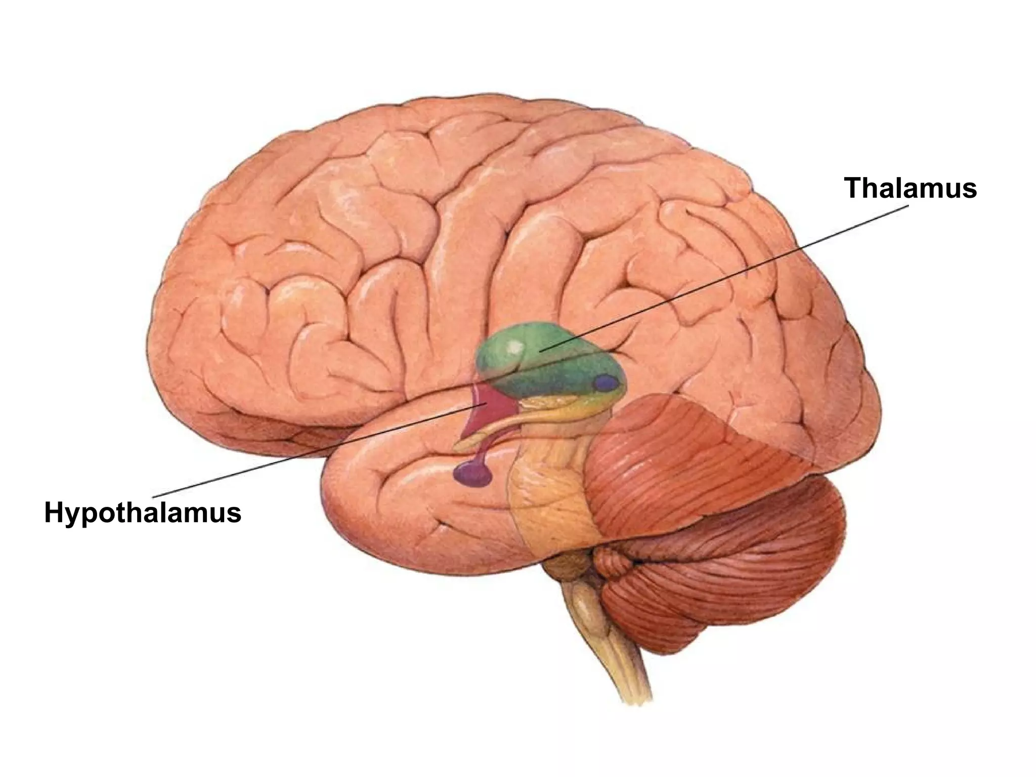 Thalamus  Hypothalamus  