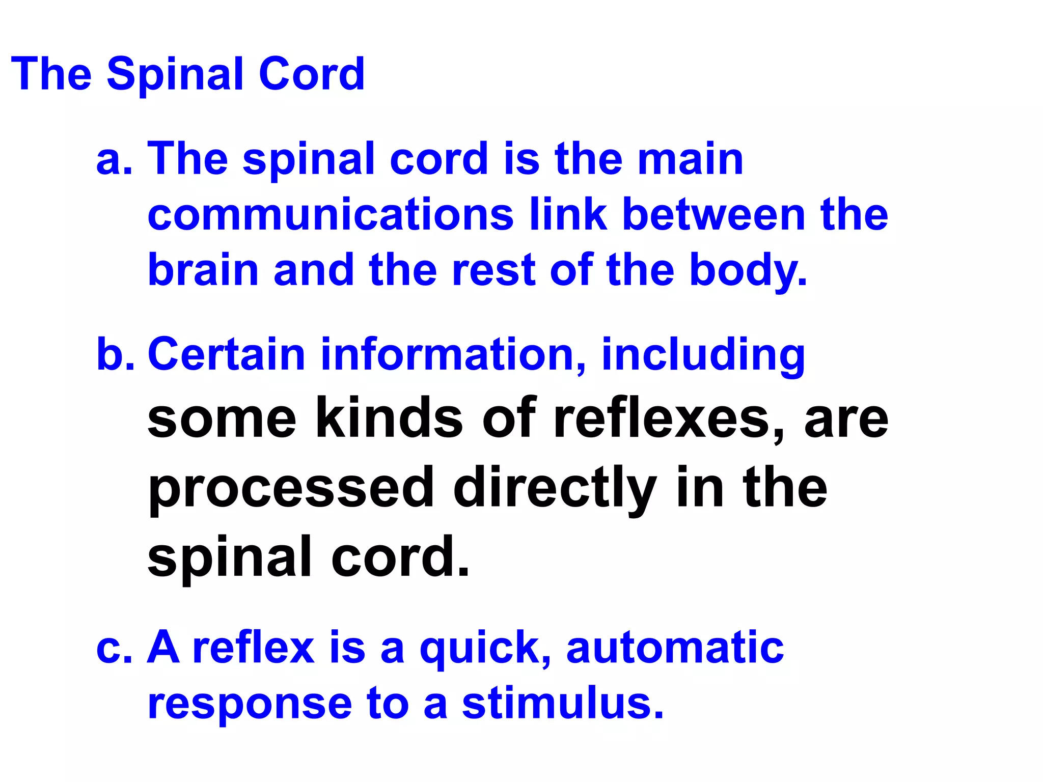 The Spinal Cord The spinal cord is the main communications link between the brain and the rest of the body.  Certain information, including  some kinds of reflexes, are processed directly in the spinal cord.   A reflex is a quick, automatic response to a stimulus.  