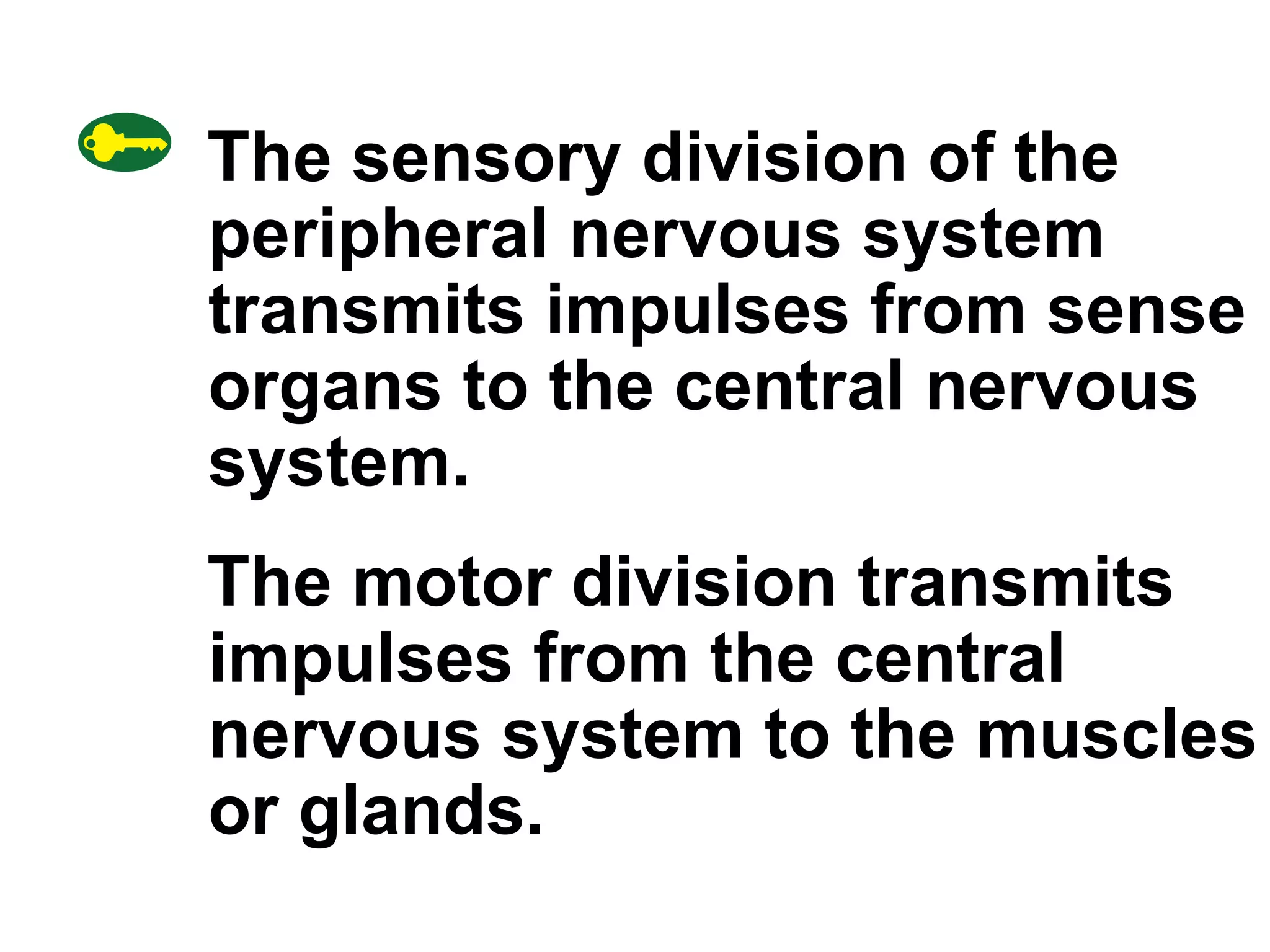 The sensory division of the peripheral nervous system transmits impulses from sense organs to the central nervous system.  The motor division transmits impulses from the central nervous system to the muscles or glands. 