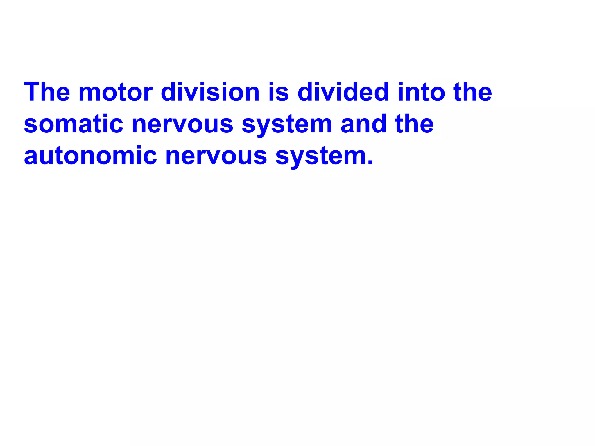 The motor division is divided into the somatic nervous system and the autonomic nervous system. 