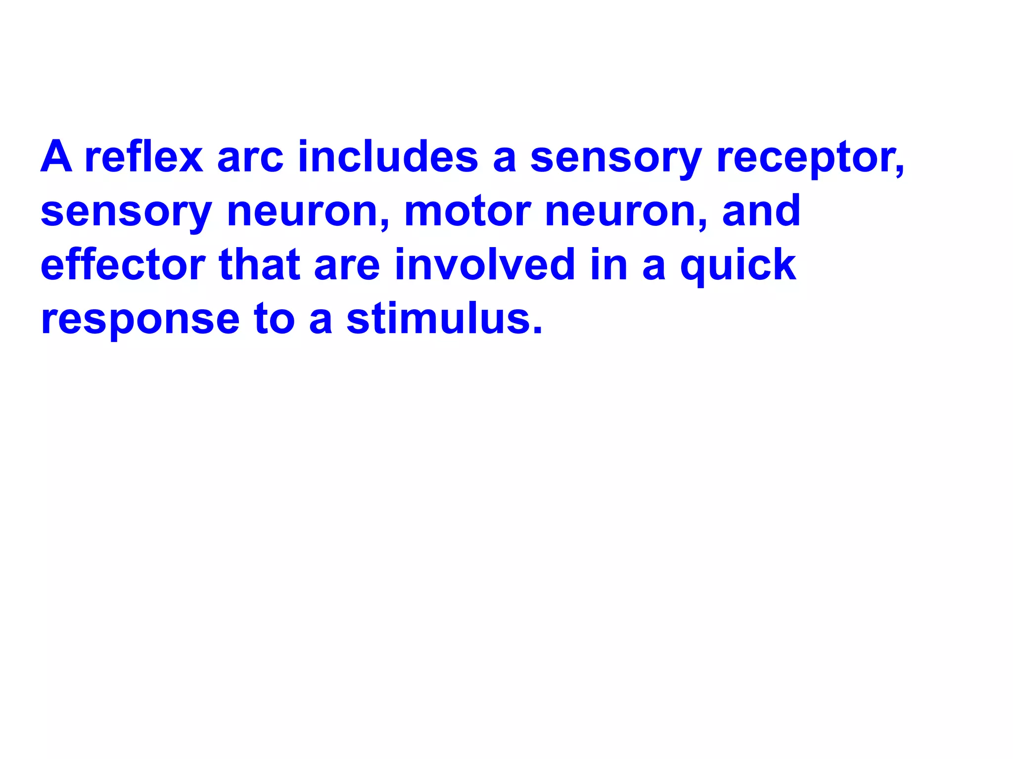 A reflex arc includes a sensory receptor, sensory neuron, motor neuron, and effector that are involved in a quick response to a stimulus.  