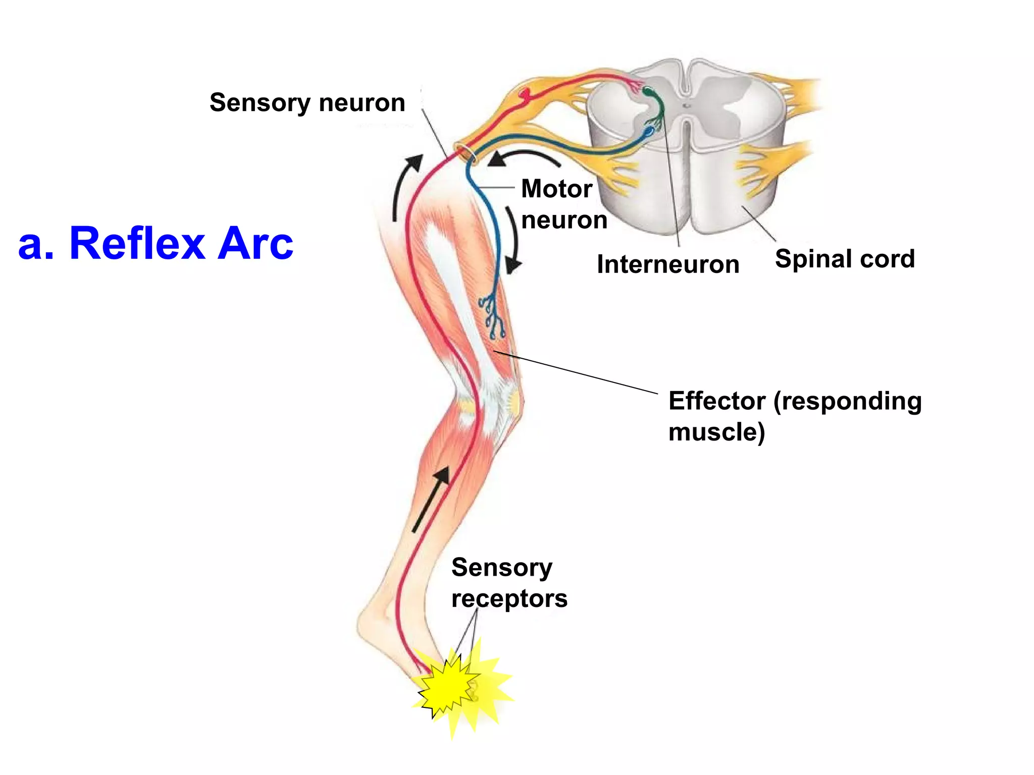 Reflex Arc Sensory receptors Effector (responding muscle) Interneuron  Spinal cord Sensory neuron Motor neuron 