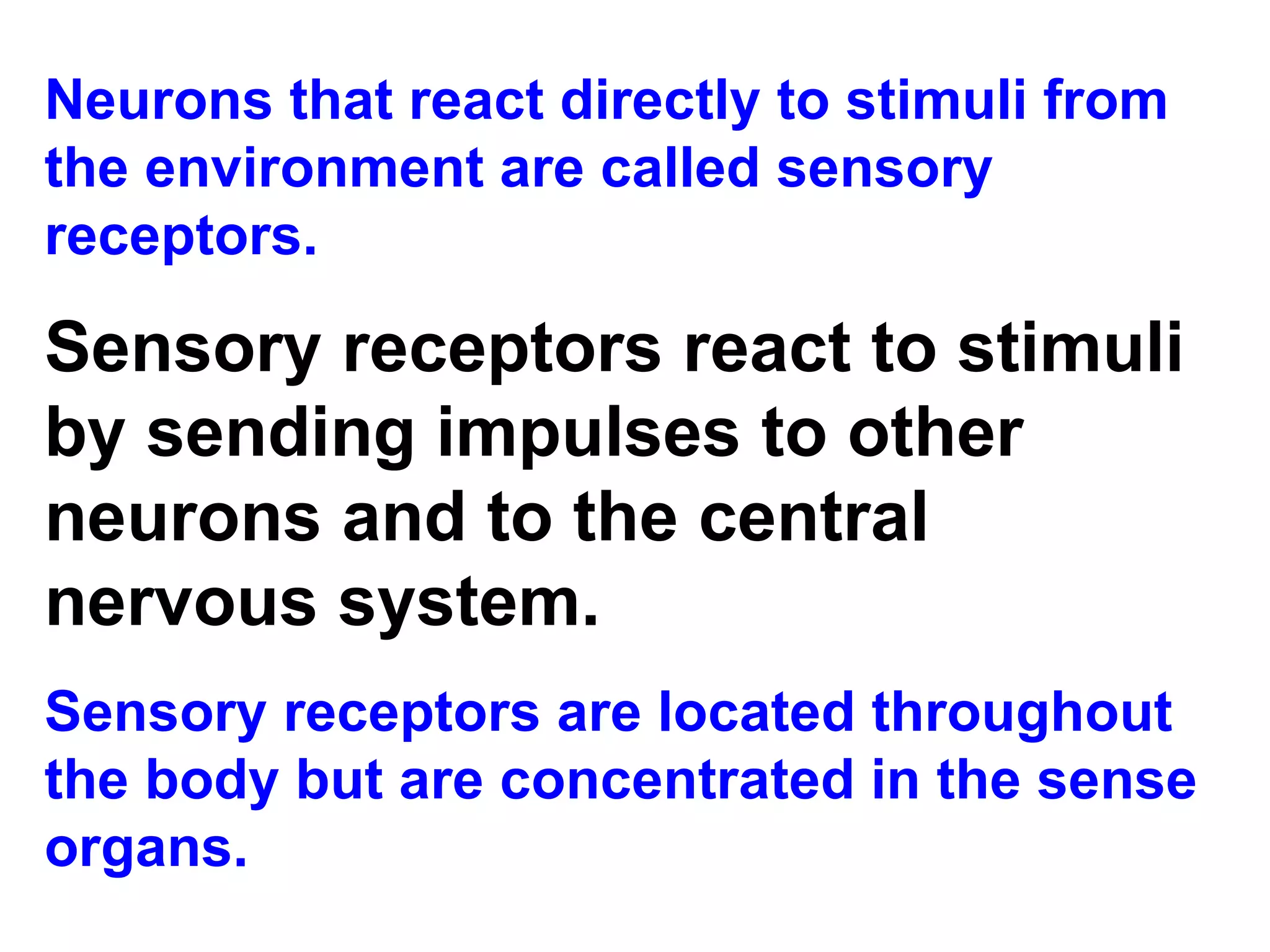 Neurons that react directly to stimuli from the environment are called sensory receptors. Sensory receptors react to stimuli by sending impulses to other neurons and to the central nervous system.   Sensory receptors are located throughout the body but are concentrated in the sense organs. 