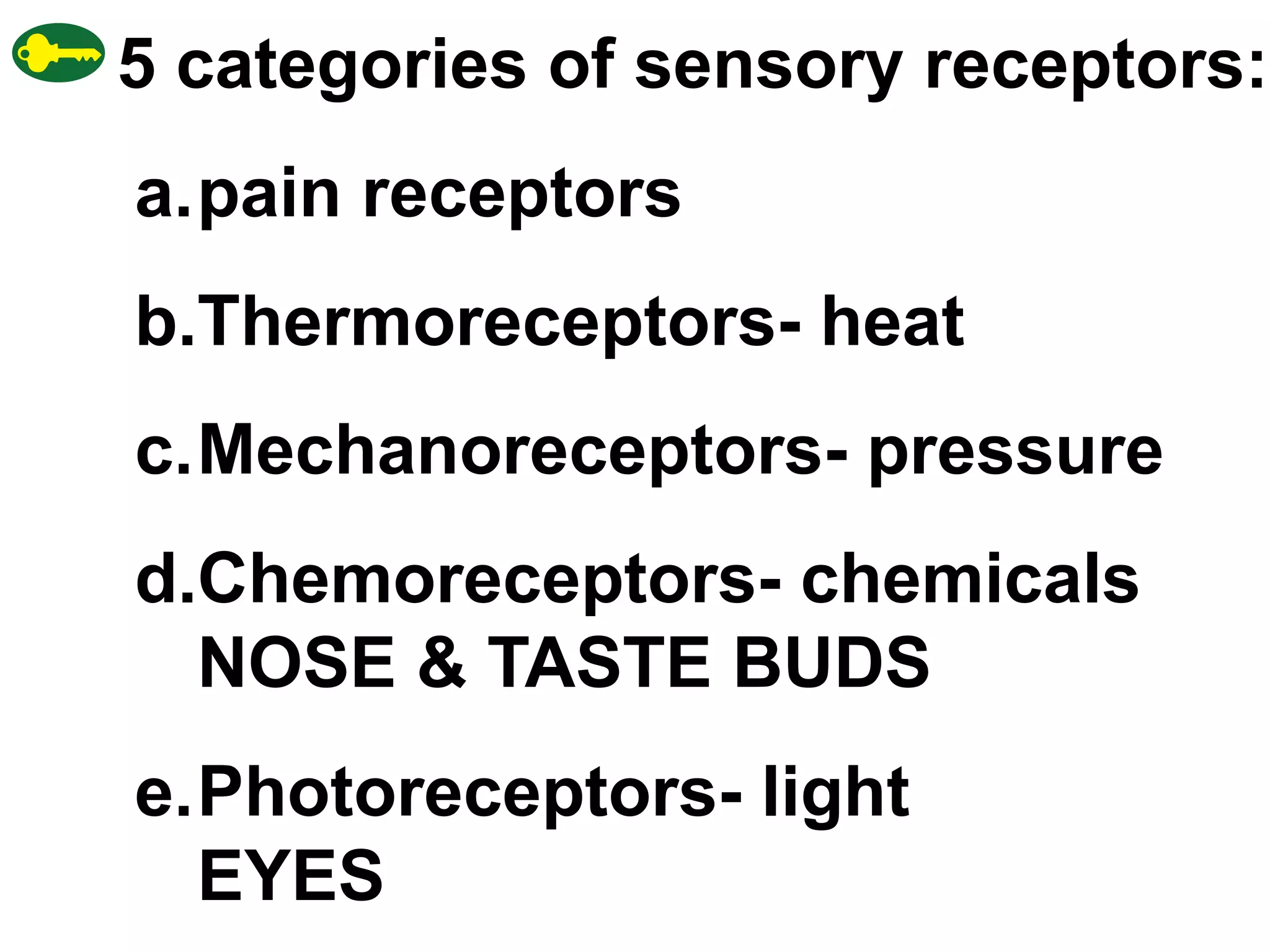 5 categories of sensory receptors: pain receptors Thermoreceptors- heat Mechanoreceptors- pressure Chemoreceptors- chemicals NOSE & TASTE BUDS Photoreceptors- light  EYES 
