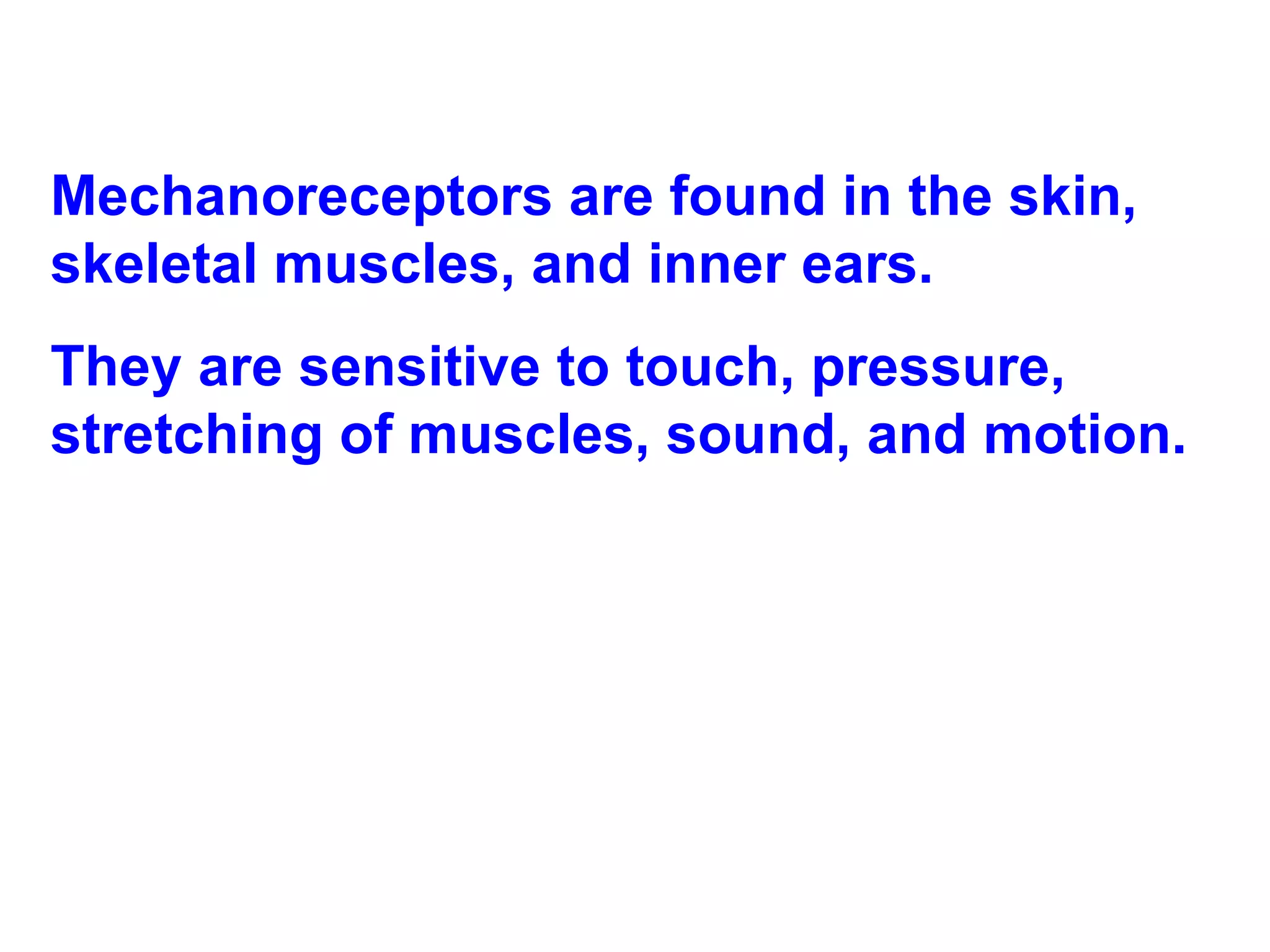 Mechanoreceptors are found in the skin, skeletal muscles, and inner ears.  They are sensitive to touch, pressure, stretching of muscles, sound, and motion. 