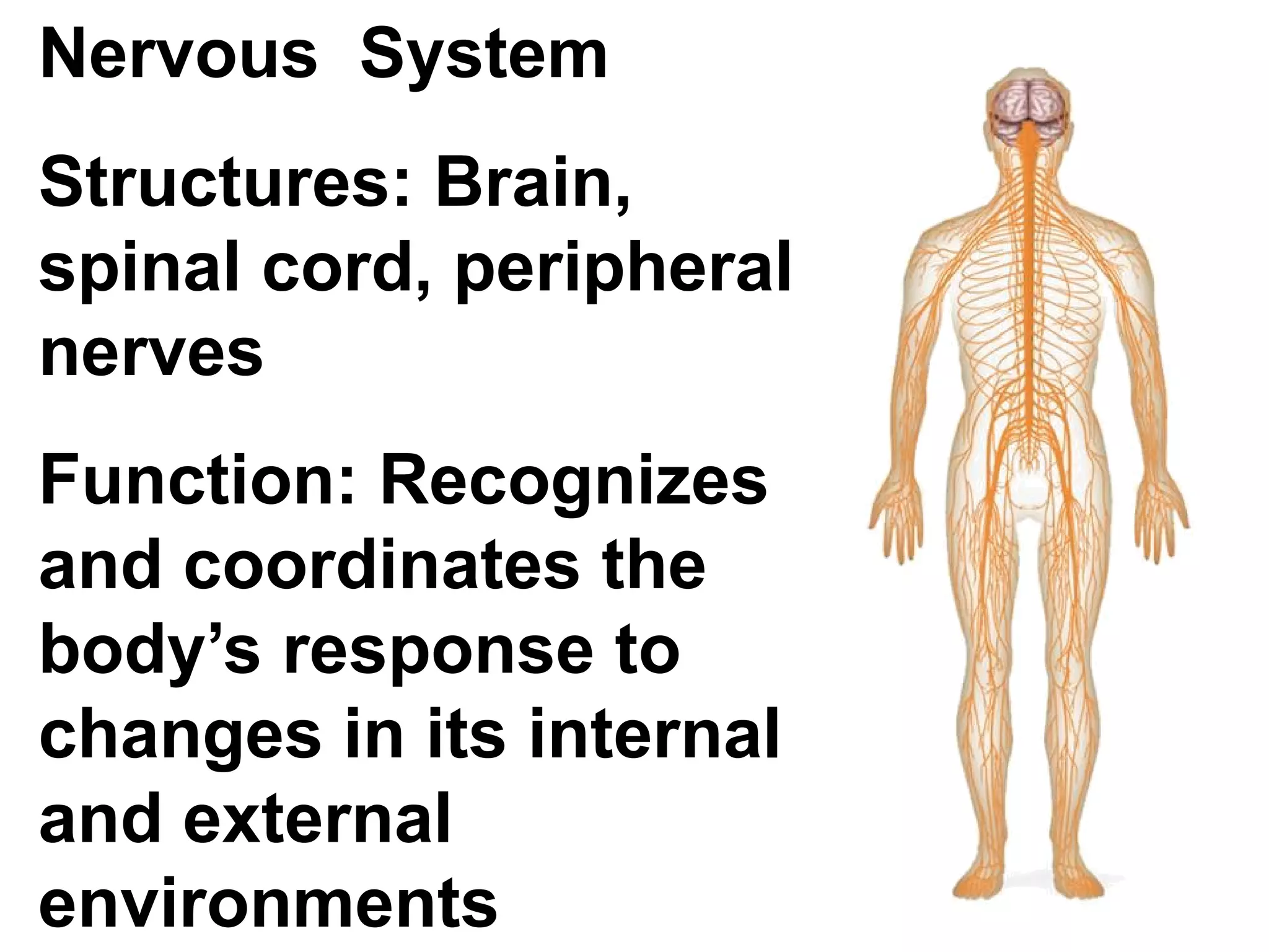 Nervous  System Structures: Brain, spinal cord, peripheral nerves Function: Recognizes and coordinates the body’s response to changes in its internal and external environments 