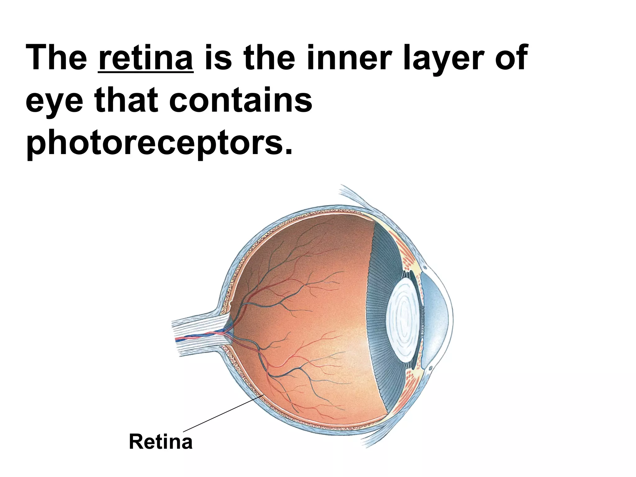 The  retina  is the inner layer of eye that contains photoreceptors. Retina  