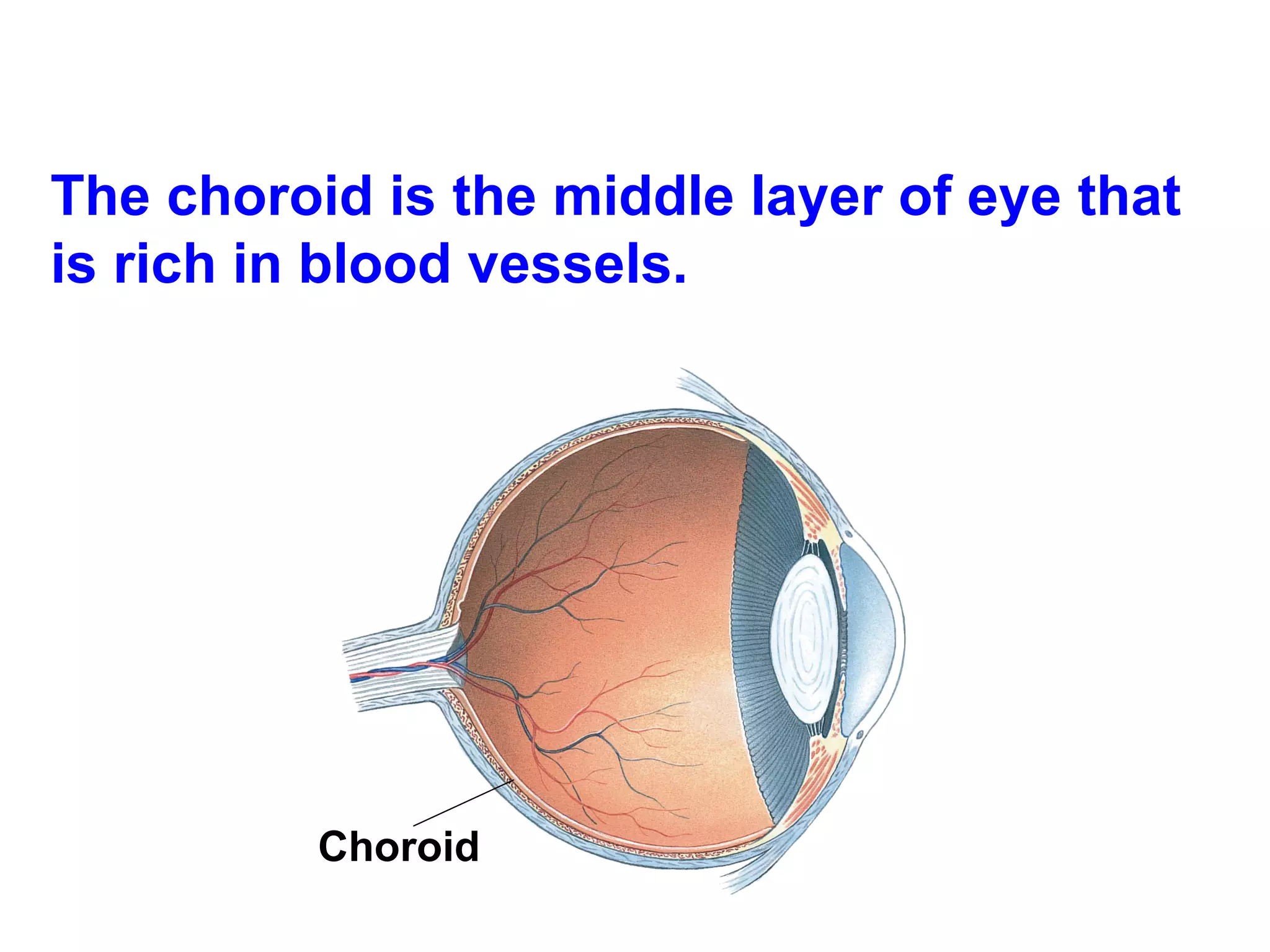 The choroid is the middle layer of eye that is rich in blood vessels. Choroid  