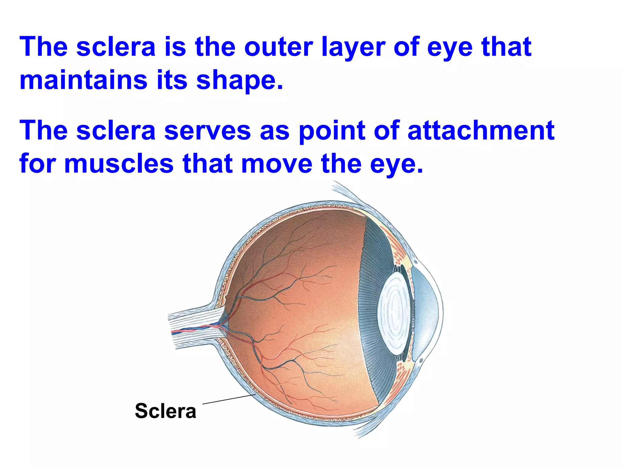 The sclera is the outer layer of eye that maintains its shape.  The sclera serves as point of attachment for muscles that move the eye. Sclera  