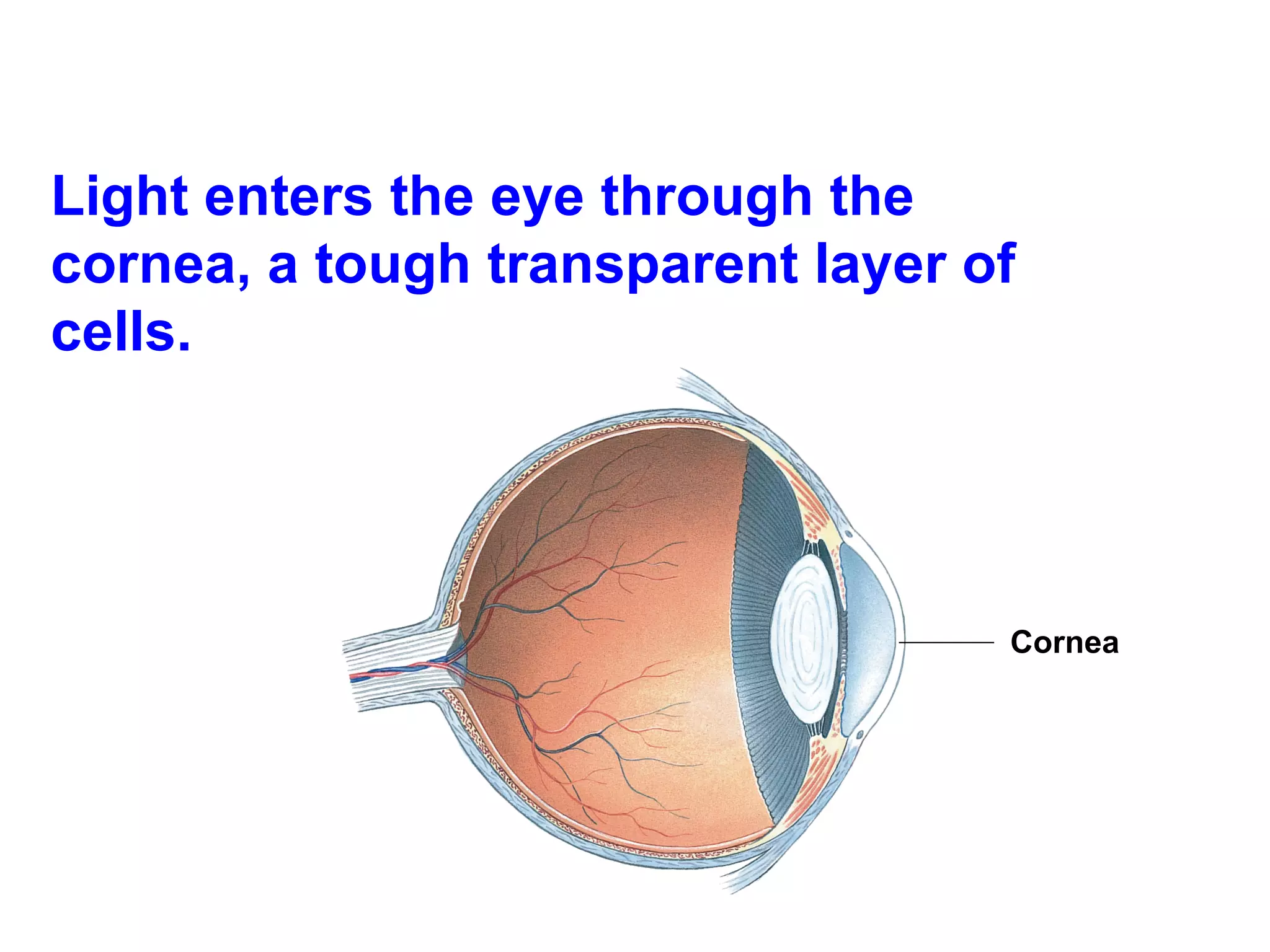 Light enters the eye through the cornea, a tough transparent layer of cells. Cornea  