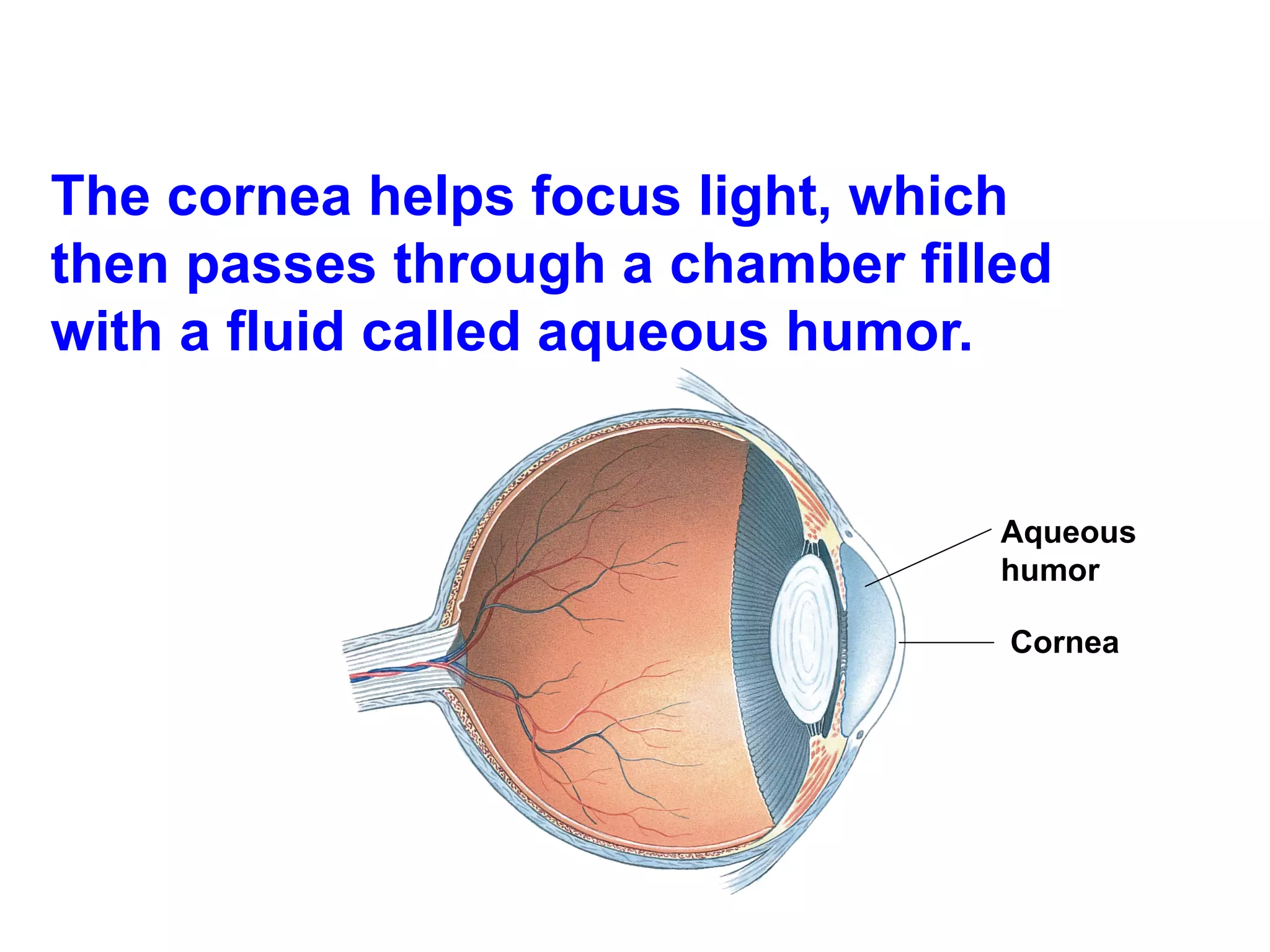 The cornea helps focus light, which then passes through a chamber filled with a fluid called aqueous humor. Cornea  Aqueous humor 
