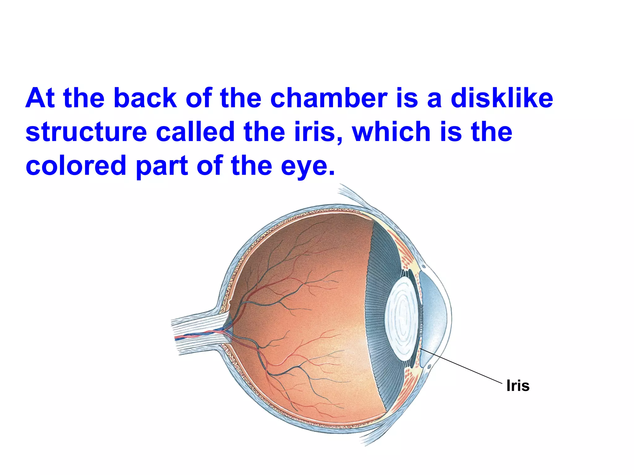 At the back of the chamber is a disklike structure called the iris, which is the colored part of the eye. Iris   