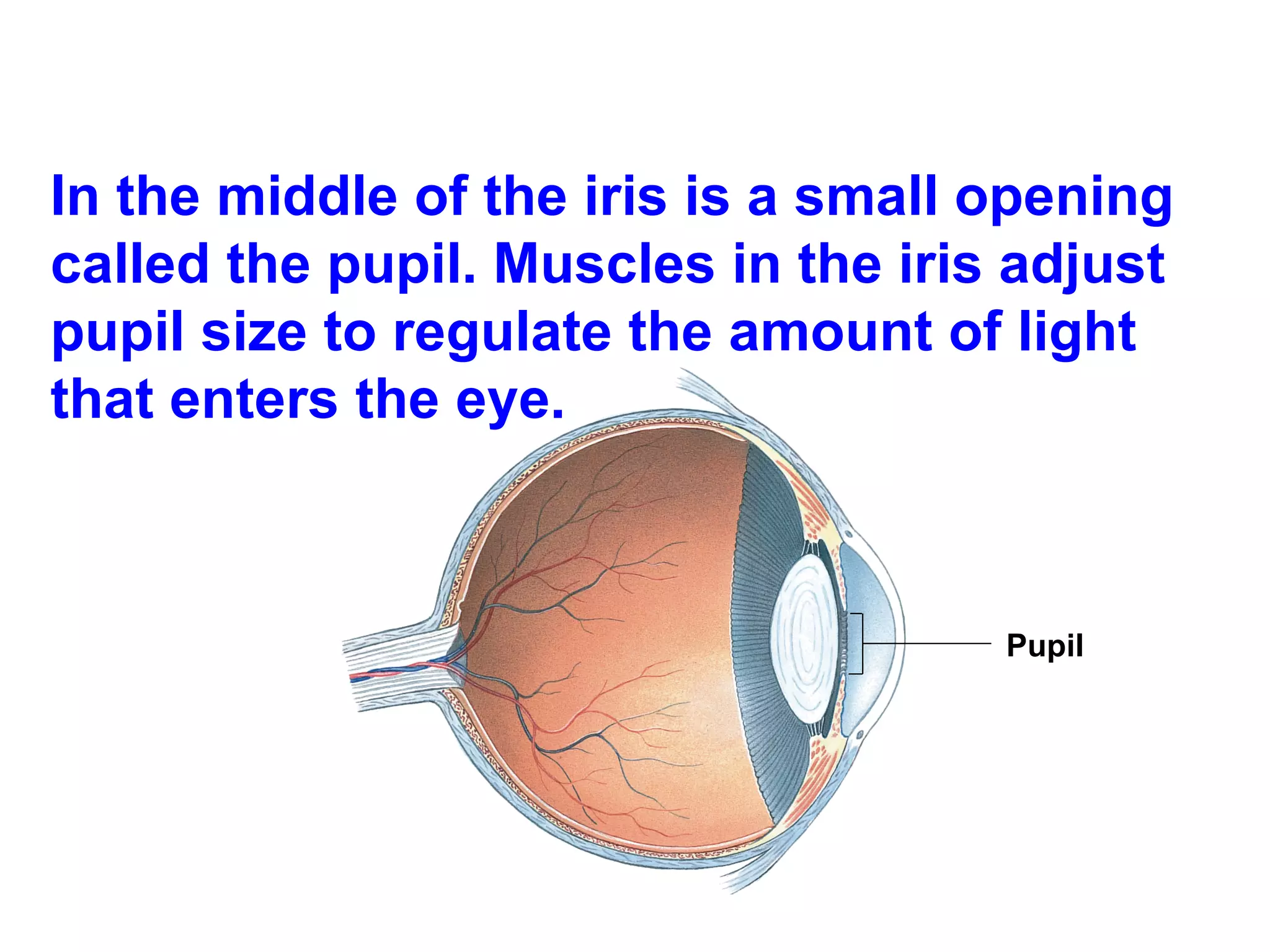 In the middle of the iris is a small opening called the pupil. Muscles in the iris adjust pupil size to regulate the amount of light that enters the eye. Pupil   
