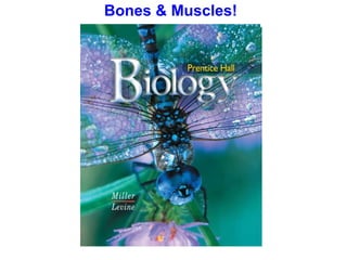 Bones & Muscles! 