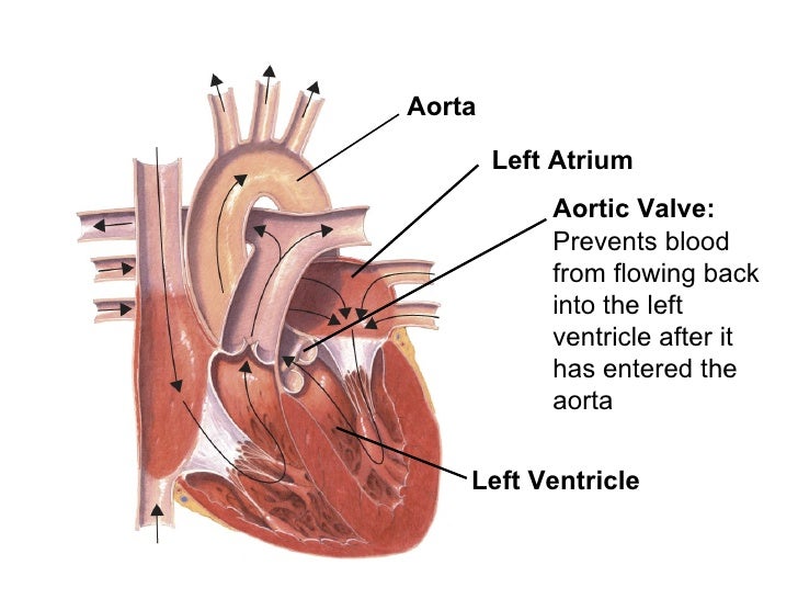 Chapter 37 lecture Circulatory & respiratory