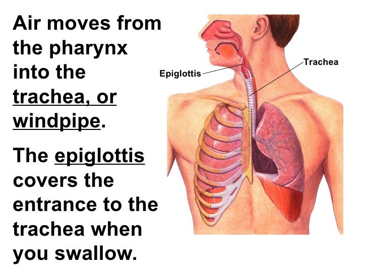 Chapter 37 lecture Circulatory & respiratory