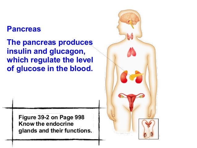 Chapter 39 Endocrine Reproductive Systems