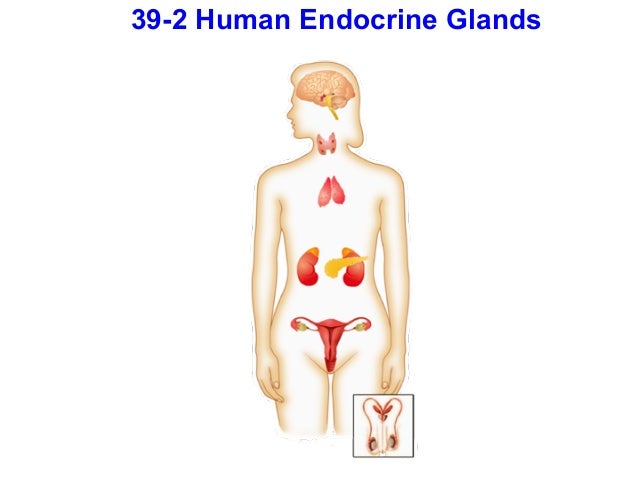 Chapter 39 Endocrine Reproductive Systems