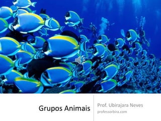Prof. Ubirajara Neves
Grupos Animais   professorbira.com
 