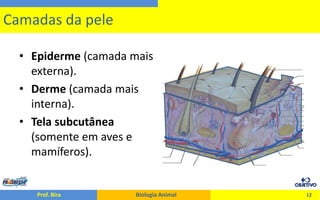 O Tegumento dos Animais