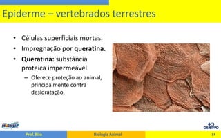 O Tegumento dos Animais