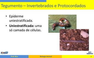 O Tegumento dos Animais