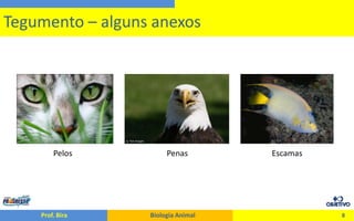 O Tegumento dos Animais