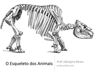 Prof. Ubirajara Neves
O Esqueleto dos Animais   professorbira.com
 