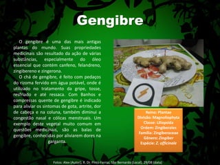 Gengibre     O gengibre é uma das mais antigas plantas do mundo. Suas propriedades medicinais são resultado da ação de várias substâncias, especialmente do óleo essencial que contém canfeno, felandreno, zingibereno e zingerona.     O chá de gengibre, é feito com pedaços do rizoma fervido em água potável, onde é utilizado no tratamento da gripe, tosse, resfriado e até ressaca. Com Banhos e compressas quente de gengibre é indicado para aliviar os sintomas de gota, artrite, dor de cabeça e na coluna, também diminui a congestão nasal e cólicas menstruais. Um exemplo deste vegetal muito comum em questões medicinais, são as balas de gengibre, conhecidas por aliviarem dores na garganta.Reino: PlantaeDivisão: MagnoliophytaClasse: LiliopsidaOrdem: ZingiberalesFamília: ZingiberaceaeGênero: ZingiberEspécie: Z. officinaleFotos: Alex (Autor); R. Dr. Pinto Ferraz, São Bernardo (Local), 29/08 (data) 