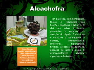 Alcachofra Flor diurética, remineralizante, tônica e reguladora das funções hepáticas e biliares. O chá das folhas é tônico, preventivo e curativo das afecções do fígado. É diurética e combate o reumatismo, a diabete, arteriosclerose, colesterol, hipertensão, tireóide, afecções de pulmões, doenças de pele e asma. É desaconselhável durante a gravidez e lactação.Reino: PlantaeDivisão: MagnoliophytaClasse: MagnoliopsidaOrdem: AsteralesFamília: AsteraceaeGênero: CynaraEspécie: C. cardunculusFotos: Alex (Autor); R. Dr. Pinto Ferraz, São Bernardo (Local), 29/08 (data) 