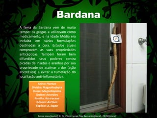 BardanaA fama da Bardana vem de muito tempo: os gregos a utilizavam como medicamento, e na Idade Média era incluída em várias formulações destinadas à cura. Estudos atuais comprovam as suas propriedades anticépticas. Também foram bem difundidos seus poderes contra picadas de insetos e aranhas por sua propriedade de acalmar a dor (ação anestésica) e evitar a tumefação do local (ação anti-inflamatória).Reino: PlantaeDivisão: MagnoliophytaClasse: MagnoliopsidaOrdem: AsteralesFamília: AsteraceaeGênero: ArctiumEspécie: A. lappaFotos: Alex (Autor); R. Dr. Pinto Ferraz, São Bernardo (Local), 29/08 (data) 