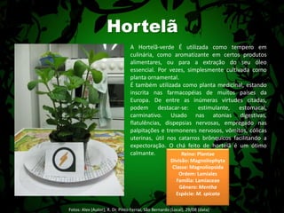 HortelãA Hortelã-verde É utilizada como tempero em culinária, como aromatizante em certos produtos alimentares, ou para a extração do seu óleo essencial. Por vezes, simplesmente cultivada como planta ornamental.É também utilizada como planta medicinal, estando inscrita nas farmacopéias de muitos países da Europa. De entre as inúmeras virtudes citadas, podem destacar-se: estimulante, estomacal, carminativo. Usado nas atonias digestivas, flatulências, dispepsias nervosas, empregado nas palpitações e tremoneres nervosos, vômitos, cólicas uterinas, útil nos catarros brônquicos facilitando a expectoração. O chá feito de hortelã é um ótimo calmante.Reino: PlantaeDivisão: MagnoliophytaClasse: MagnoliopsidaOrdem: LamialesFamília: LamiaceaeGênero: MenthaEspécie: M. spicataFotos: Alex (Autor); R. Dr. Pinto Ferraz, São Bernardo (Local), 29/08 (data) 