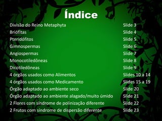 ÍndiceDivisão do Reino Metaphyta				Slide 3Briófitas						Slide 4Pteridófitos						Slide 5Gimnospermas						Slide 6Angiospermas						Slide 7Monocotiledôneas					Slide 8Dicotiledôneas						Slide 94 órgãos usados como Alimentos			Slides 10 a 144 órgãos usados como Medicamento			Slides 15 a 19Órgão adaptado ao ambiente seco			Slide 20Órgão adaptado ao ambiente alagado/muito úmido	Slide 212 Flores com síndrome de polinização diferente		Slide 222 Frutos com síndrome de dispersão diferente		Slide 23